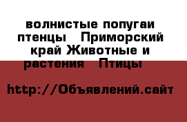 волнистые попугаи птенцы - Приморский край Животные и растения » Птицы   